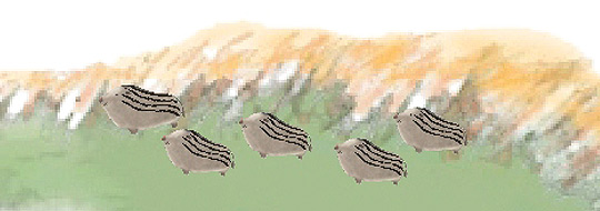 inoko